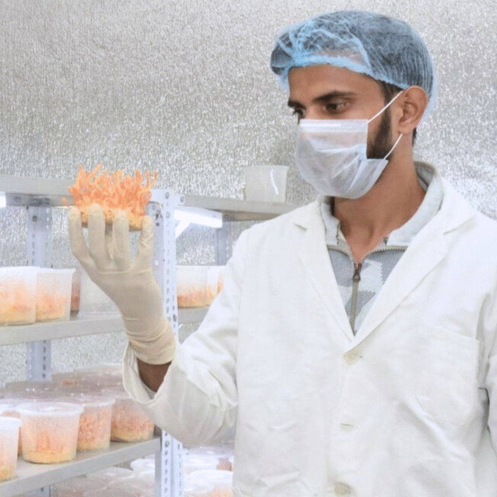 All You Need To Know About Cordyceps Mushroom – How To Use & Benefits